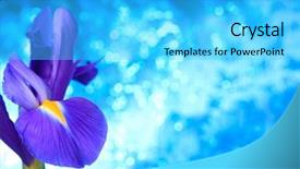  Presentation with iris - Cool new slides with beautiful blue iris flowers background backdrop and a  colored foreground