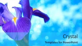  Presentation with iris - Presentation design enhanced with beautiful blue iris flowers background background and a  colored foreground