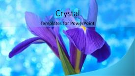  Presentation with iris - Colorful PPT layouts enhanced with beautiful blue iris flowers background backdrop and a light blue colored foreground