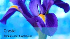  Presentation with iris - PPT layouts enhanced with beautiful blue iris flowers background background and a  colored foreground
