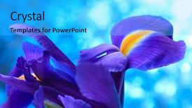  Presentation with iris - Beautiful PPT theme featuring beautiful blue iris flowers background backdrop and a cyan colored foreground