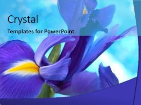 Beautiful Blue Iris Flowers Background PPT template 71 | CrystalGraphics