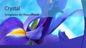  Presentation with iris - PPT theme having beautiful blue iris flowers background background and a  colored foreground