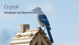  Presentation with winter blue - Presentation design having beautiful-blue-jay-cyanocitta-cristata background and a light blue colored foreground
