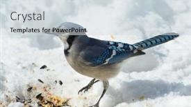  Presentation with snow day - Slide set with beautiful-blue-jay-in-snow background and a sky blue colored foreground