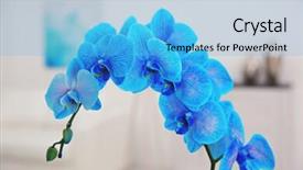 Presentation with tiger orchid close up petal - Presentation consisting of beautiful blue orchid flower close background and a  colored foreground