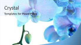  Presentation with blue flower bulb field - Colorful slide deck enhanced with beautiful blue orchid flower isolated backdrop and a light blue colored foreground