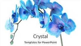  Presentation with blue flower - Audience pleasing slide deck consisting of beautiful blue orchid flower isolated backdrop and a white colored foreground