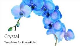  Presentation with blue flow - PPT theme consisting of beautiful blue orchid flower isolated background and a white colored foreground