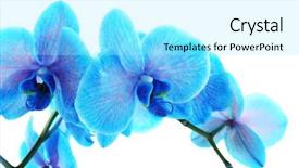 Presentation with blue flower bulb field - Cool new PPT layouts with beautiful blue orchid flower isolated backdrop and a  colored foreground