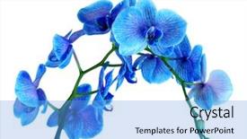  Presentation with blue flow - Amazing slide deck having beautiful blue orchid flower isolated backdrop and a light blue colored foreground