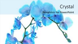  Presentation with blue flower - Colorful slide deck enhanced with beautiful blue orchid flower isolated backdrop and a  colored foreground