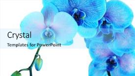  Presentation with blue flow - Slides having beautiful blue orchid flower isolated background and a  colored foreground