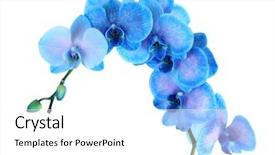  Presentation with beautiful floral border flower design - Slide deck with beautiful blue orchid flower isolated background and a white colored foreground