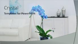  Presentation with blue flower - Cool new PPT theme with beautiful blue orchid flower on table in the white room backdrop and a light blue colored foreground