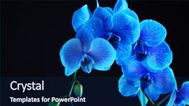  Presentation with blue flower - PPT theme featuring beautiful blue orchid flower background and a navy blue colored foreground