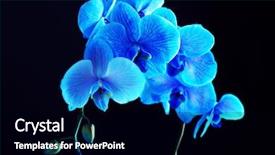  Presentation with blue flower - Beautiful PPT theme featuring beautiful blue orchid flower backdrop and a black colored foreground