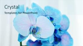  Presentation with beautiful orchid flowers - Colorful slide set enhanced with beautiful blue orchid flowers close backdrop and a sky blue colored foreground