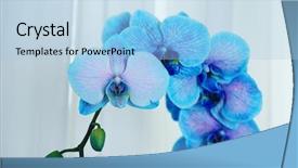  Presentation with beautiful orchid flowers - Beautiful PPT theme featuring beautiful blue orchid flowers close backdrop and a light blue colored foreground