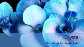  Presentation with beautiful orchid flowers - Audience pleasing PPT theme consisting of beautiful blue orchid flowers backdrop and a  colored foreground