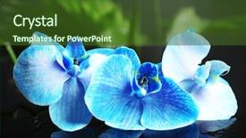  Presentation with beautiful orchid flowers - Slide deck consisting of beautiful blue orchid flowers on dark background background and a tawny brown colored foreground