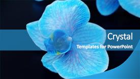  Presentation with beautiful orchid flowers - Slide deck with beautiful blue orchid flowers background and a teal colored foreground