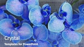  Presentation with beautiful orchid flowers - PPT theme with beautiful blue orchid flowers background and a teal colored foreground