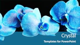  Presentation with beautiful orchid flowers - Slide set having beautiful blue orchid flowers background and a  colored foreground