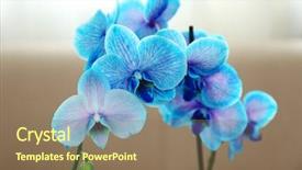  Presentation with beautiful orchid flowers - Audience pleasing PPT layouts consisting of beautiful blue orchid flowers in the room close up backdrop and a coral colored foreground