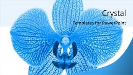 Presentation with orchid - PPT layouts having beautiful blue orchid isolated background and a light blue colored foreground