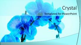  Presentation with orchid - Amazing slide deck having beautiful blue orchid on blue backdrop and a  colored foreground
