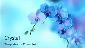  Presentation with blue - Beautiful slide set featuring beautiful blue orchid on blue backdrop and a  colored foreground