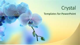  Presentation with orchid - Cool new PPT theme with beautiful blue orchid on blue backdrop and a  colored foreground