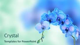  Presentation with beautiful orchid flowers - Cool new PPT theme with beautiful blue orchid on blue backdrop and a  colored foreground
