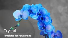  Presentation with orchid - Cool new PPT theme with beautiful blue orchid on the floor in the room close up backdrop and a gray colored foreground