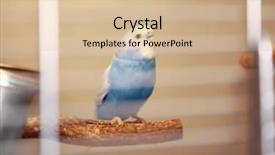  Presentation with cage - Slide deck consisting of beautiful blue parakeet sitting background and a lemonade colored foreground