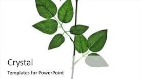  Presentation with blue rose - Presentation theme enhanced with brown cardboard box mockup blank box template with vertical lid in 3d rendering background and a pink colored foreground