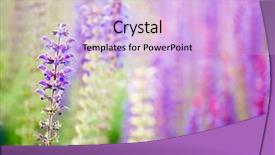  Presentation with sage - Theme consisting of beautiful blue sage background with shallow deep of field focus on the first left flower background and a lavender colored foreground