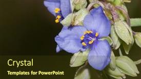 Presentation with blue flower - Beautiful presentation featuring beautiful blue spiderwort flower with morning dew backdrop and a tawny brown colored foreground