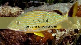  Presentation with blue food - Slide deck enhanced with beautiful-blue-striped-grunt-swimming background and a yellow colored foreground