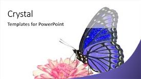  Presentation with purple butterfly - Amazing PPT theme having beautiful bluish purple butterfly feeding backdrop and a white colored foreground