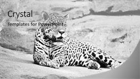  Presentation with endangered snow leopard resting - Beautiful slide deck featuring beautiful body of young leopard backdrop and a light gray colored foreground