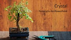  Presentation with bonsai - Presentation with beautiful bonsai tree and scissors background and a red colored foreground