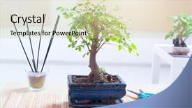  Presentation with bonsai - Amazing theme having beautiful bonsai tree on wooden backdrop and a soft green colored foreground
