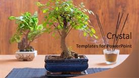 Presentation with bonsai - Presentation theme with beautiful bonsai tree with incense background and a coral colored foreground