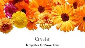  Presentation with flowers border - 