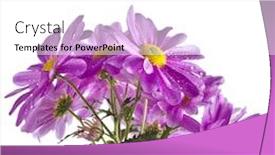  Presentation with chrysanthemum - PPT layouts enhanced with beautiful bouquet of chrysanthemum flower daisy isolated on white background background and a white colored foreground