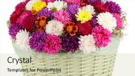  Presentation with wicker - Presentation theme with beautiful bouquet of chrysanthemums in wicker basket isolated on white background and a soft green colored foreground