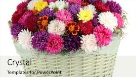  Presentation with wicker - Colorful slide deck enhanced with beautiful bouquet of chrysanthemums in wicker basket isolated on white backdrop and a soft green colored foreground