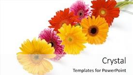  Presentation with summer flowers - Presentation having beautiful bouquet of colorful gerbera background and a white colored foreground